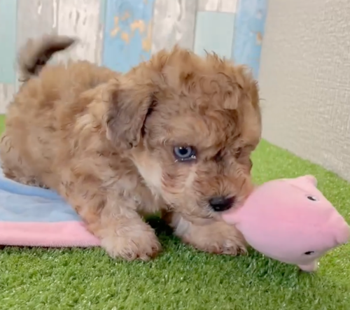 brown poochon puppy playing with a pink toy